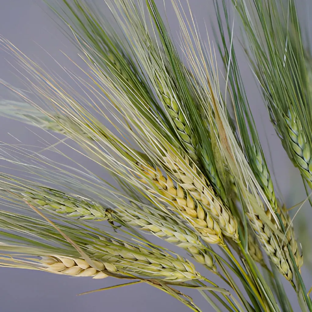 Fresh Wheat Greens